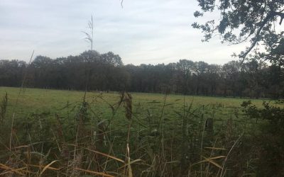 Wilhelminapark in de herfst… wat een plaatjes!