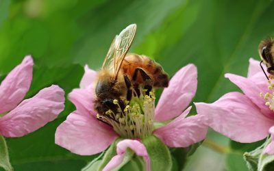 Leerzame lezing over bijen