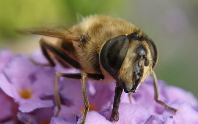 Insecten en maatschappij: van plaag naar parels