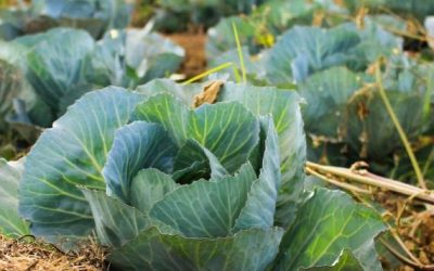 FLOW: Met elkaar een boerderij beginnen