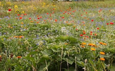 Online lezing: “Maak een Bijen- en vlinderlandschap van jouw ……..”