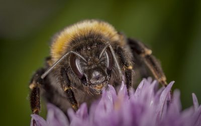 Resultaat nationale bijentelling 2021