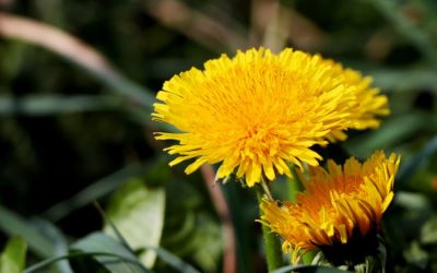 2e Nationale Dag van de Paardenbloem een succes