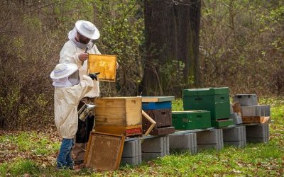 Honingbijen eten ook voedsel van wilde bijen